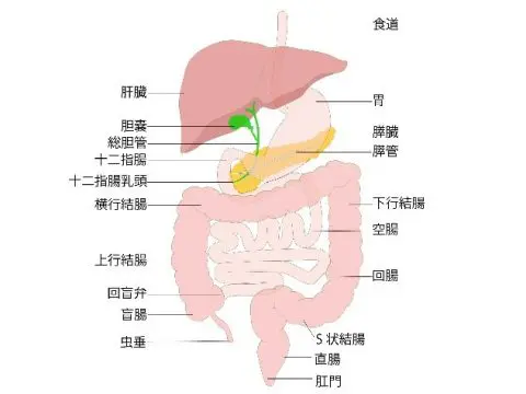 消化器内科診療につて